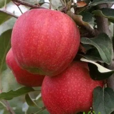 Яблоня ГАЛА ШНИГА в Слуцке