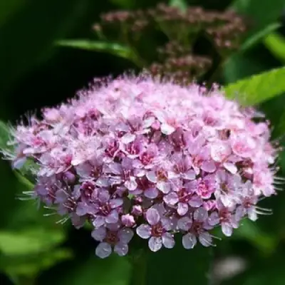 Спирея ПИНК СПАРКЛЕР в Слуцке