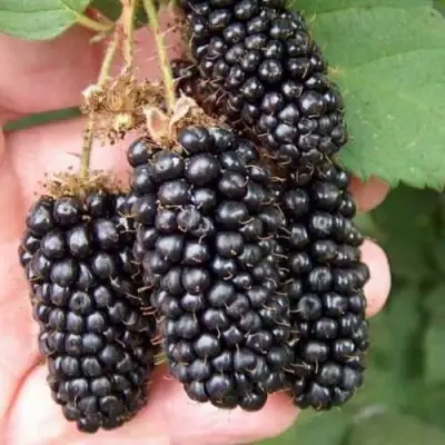 Ежевика ЛОХ НЕСС бесшипная  в Слуцке