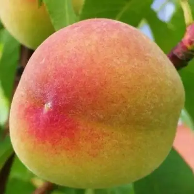 Персик ВЕТЕРАН в Слуцке