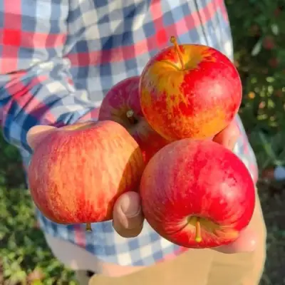 Яблоня КРАСАВИТА в Слуцке