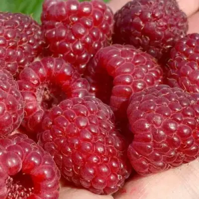 Малина ГИГАНТ РУБИНОВЫЙ в Слуцке