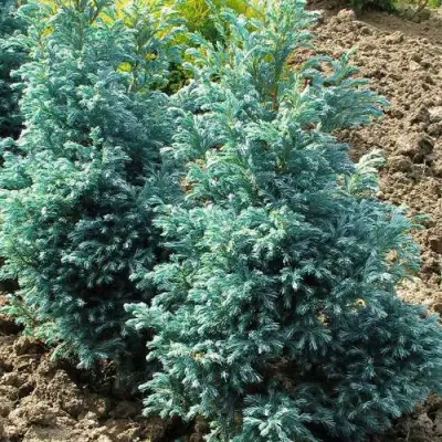 Кипарисовик БУЛЕВАРД горохоплодный в Слуцке