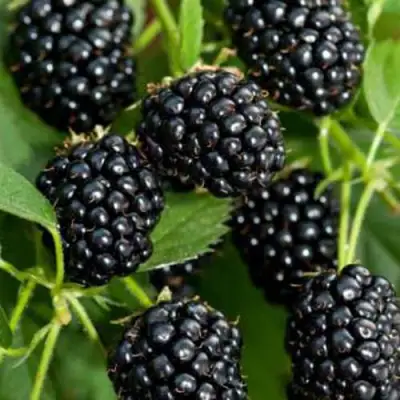 Ежевика КИТАНИНИ бесшипная  в Слуцке