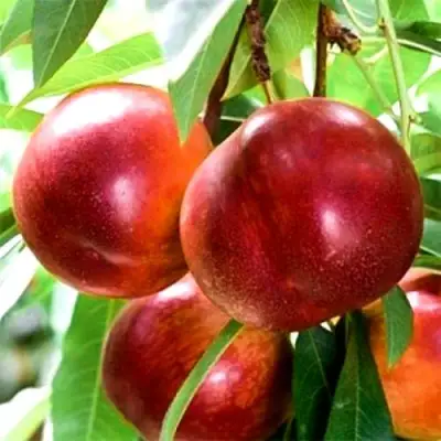 Нектарин СТАРК РЕД ГОЛД в Слуцке