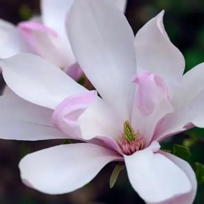 Магнолия ПИНКИ в Слуцке