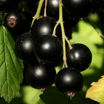 Смородина черная КЛУССОНОВСКАЯ в Слуцке