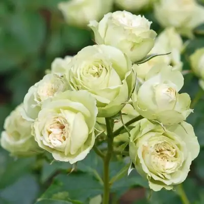 Роза ГРИН ДАЙМОНД миниатюрная в Слуцке