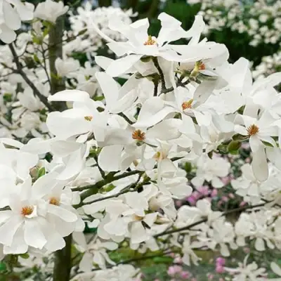 Магнолия ЛЕБНЕРА МЕРРИЛЛ в Слуцке