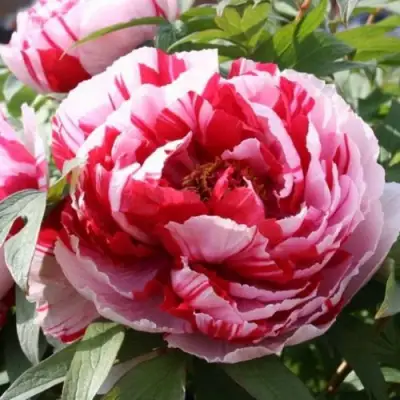 Пион РЕД ВИЗ ПИНК древовидный в Слуцке