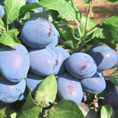 Слива ГИЛЬБЕРТ в Слуцке