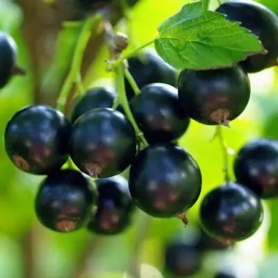 Смородина чёрная ВЕЛОЙ (ЛЕНИНГРАДСКАЯ СЛАДКАЯ) в Слуцке