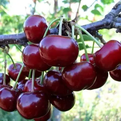 Дюк ЖИВИЦА (ЧЕРЕВИШНЯ) в Слуцке