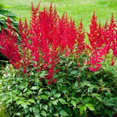 Астильба КОБЛЕНЦ японская в Слуцке