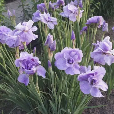 Ирис ИМПЕРИАЛ ОПАЛ сибирский в Слуцке