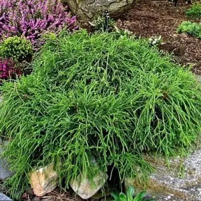 Кипарисовик ФИЛИФЕРА НАНА горохоплодный  в Слуцке