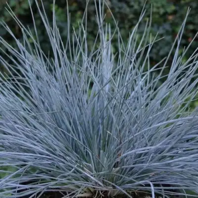 Овсяница АЙСФОГЕЛЬ сизая в Слуцке