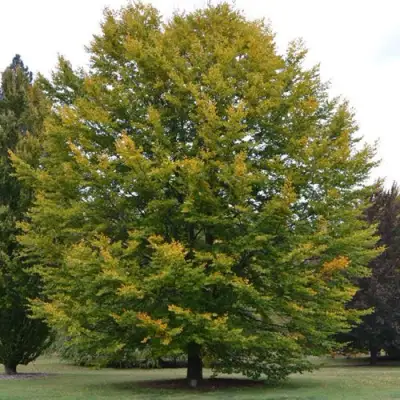 Бук лесной в Слуцке