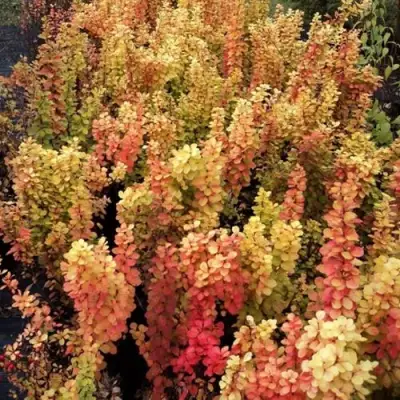 Барбарис САММЕР САНСЕТ тунберга в Слуцке