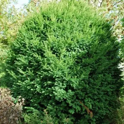 Тис РЕПАНДЕНС ягодный в Слуцке