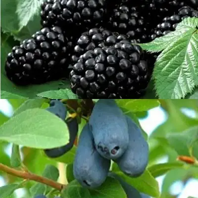 Комплект ЯГОДНЫЙ ДУЭТ в Слуцке