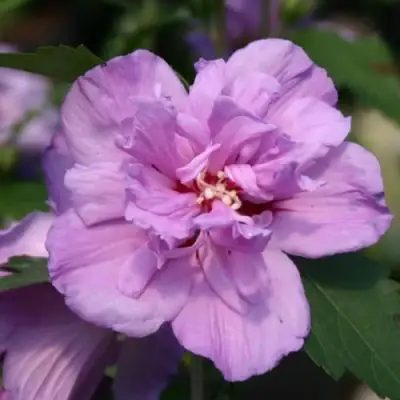 Гибискус АРДЕНС сирийский в Слуцке