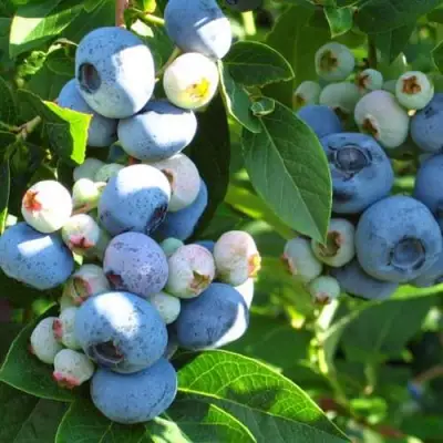 Голубика ДАРРОУ в Слуцке