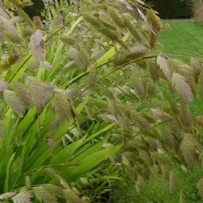 Хасматиум ШИРОКОЛИСТНЫЙ в Слуцке