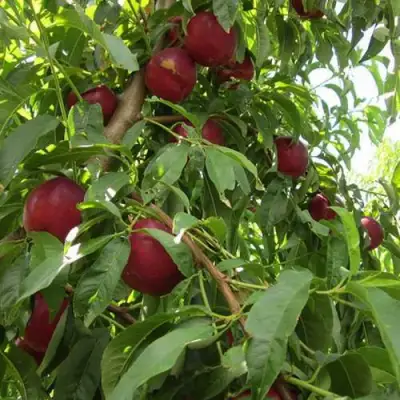 Нектарин ЭКСТРИМ БЬЮТИ в Слуцке