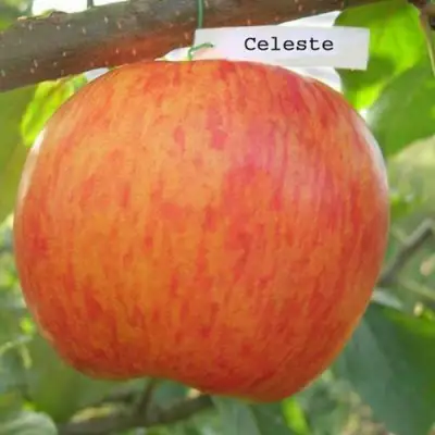 Яблоня ЦЕЛЕСТЕ в Слуцке