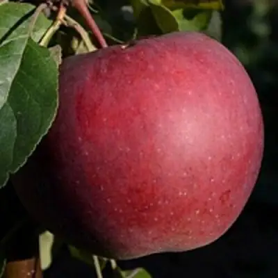 Яблоня БЕЛОРУССКОЕ СЛАДКОЕ в Слуцке