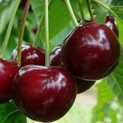 Вишня МИЛАВИЦА в Слуцке