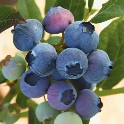 Голубика ОСОРНО в Слуцке