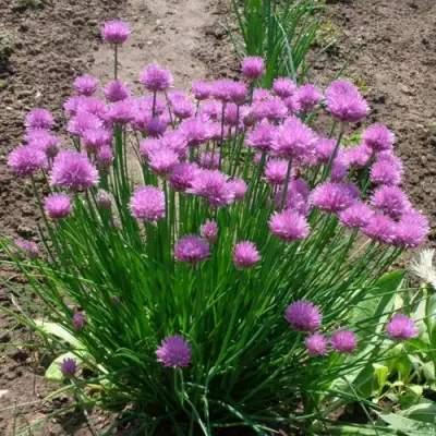 Лук-шнитт в Слуцке