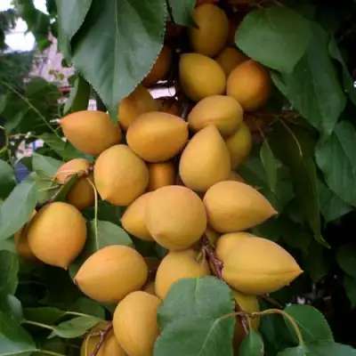 Абрикос МАНИТОБА в Слуцке