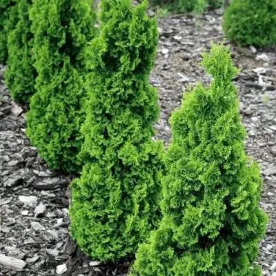 Туя ЗМАТЛИК западная в Слуцке