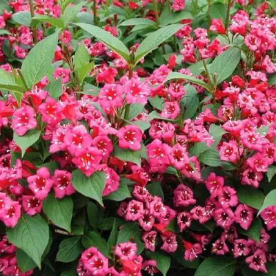 Вейгела БРИСТОЛЬ РУБИ в Слуцке