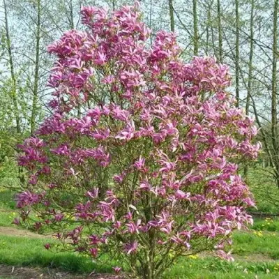 Магнолия СЬЮЗАН в Слуцке