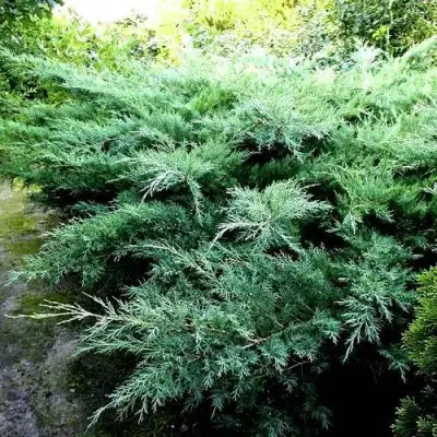 Можжевельник ПФИТЦЕРИАНА ГЛАУКА  средний в Слуцке