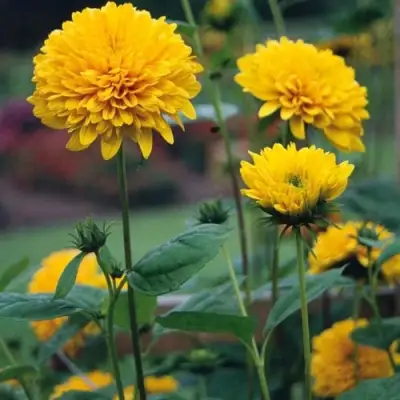 Подсолнечник СОЛЕЙЛ ДЕ ОР в Слуцке