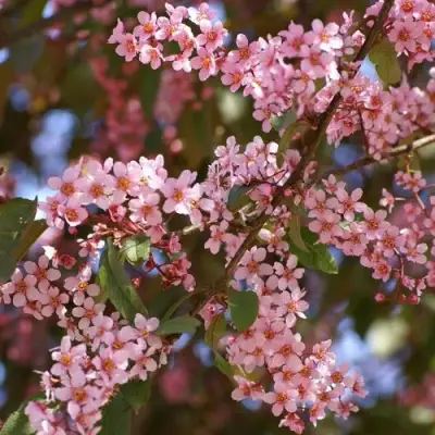 Черемуха КОЛОРАТА в Слуцке