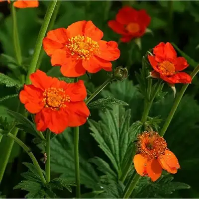 Гравилат БОРИСА в Слуцке