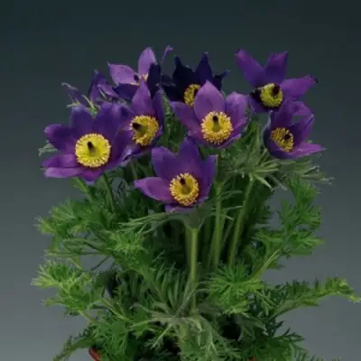 Прострел ПИНВИЛ БЛЮ ШЕЙДЕС в Слуцке