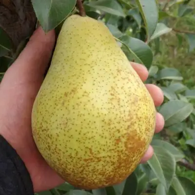 Груша ГЕНЕРАЛ ЛЕКЛЕРК в Слуцке