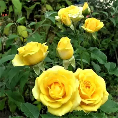 Роза САН СИТИ спрей в Слуцке