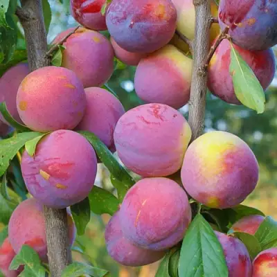 Слива КОЛОННОВИДНАЯ в Слуцке