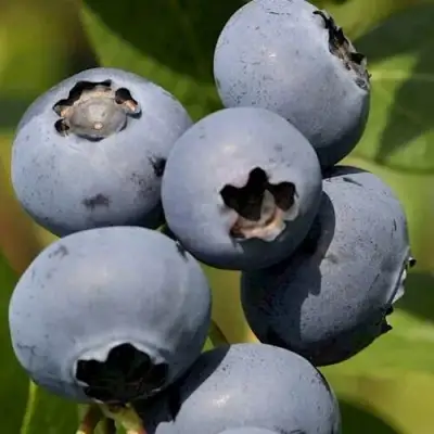 Голубика ЧАНДЛЕР в Слуцке