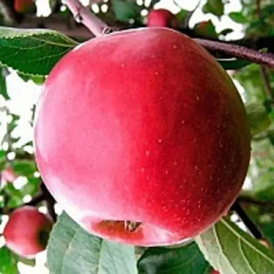 Яблоня КОВАЛЕНКОВСКОЕ в Слуцке