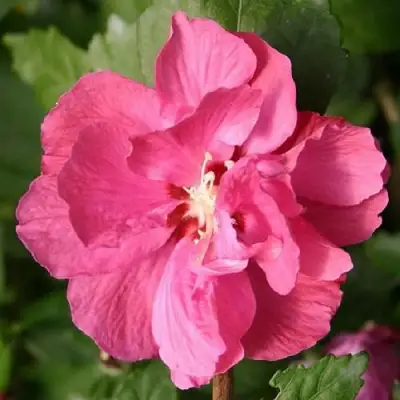 Гибискус ДЮК ДЕ БРАБАНТ сирийский  в Слуцке