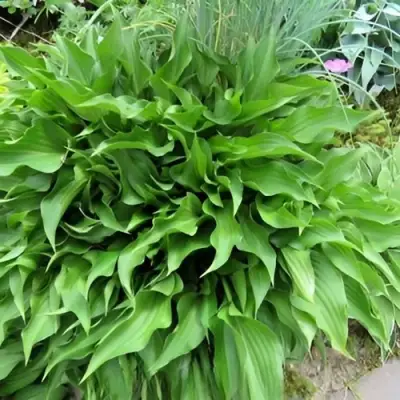 Хоста ГАРРИ ВАН ТРИЕР в Слуцке